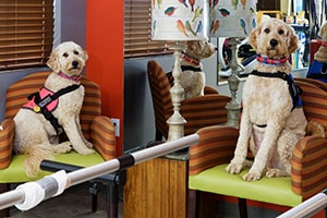 Two therapy dogs visiting Grandview Post Acute
